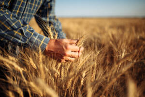 agricoltore campo di grano