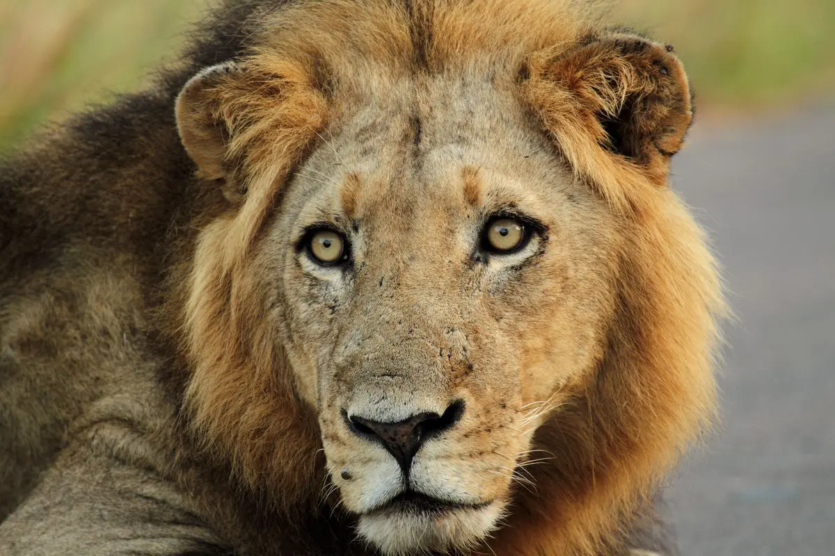 Leone
