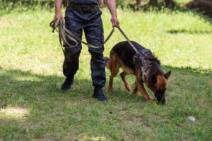 cane della polizia impegnato nelle ricerche