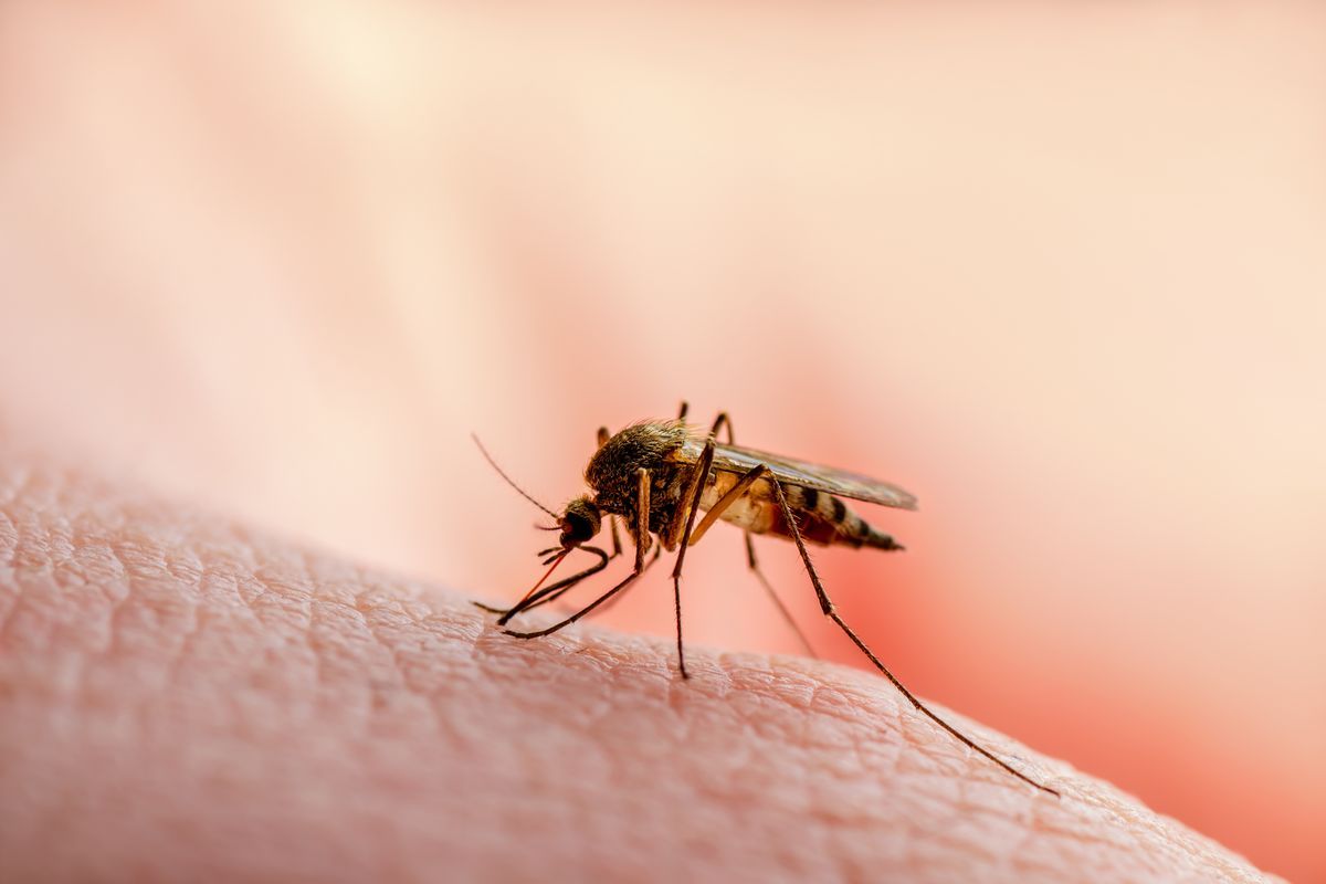 Rischio di gravi infezioni di Dengue in Europa: l’allerta dell’Oms per l’estate