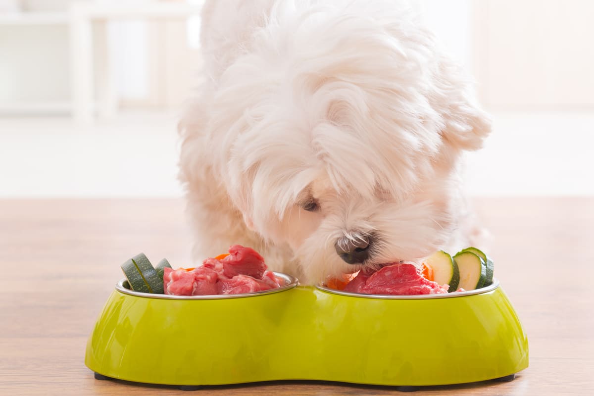 cane mangia cibo naturale fresco