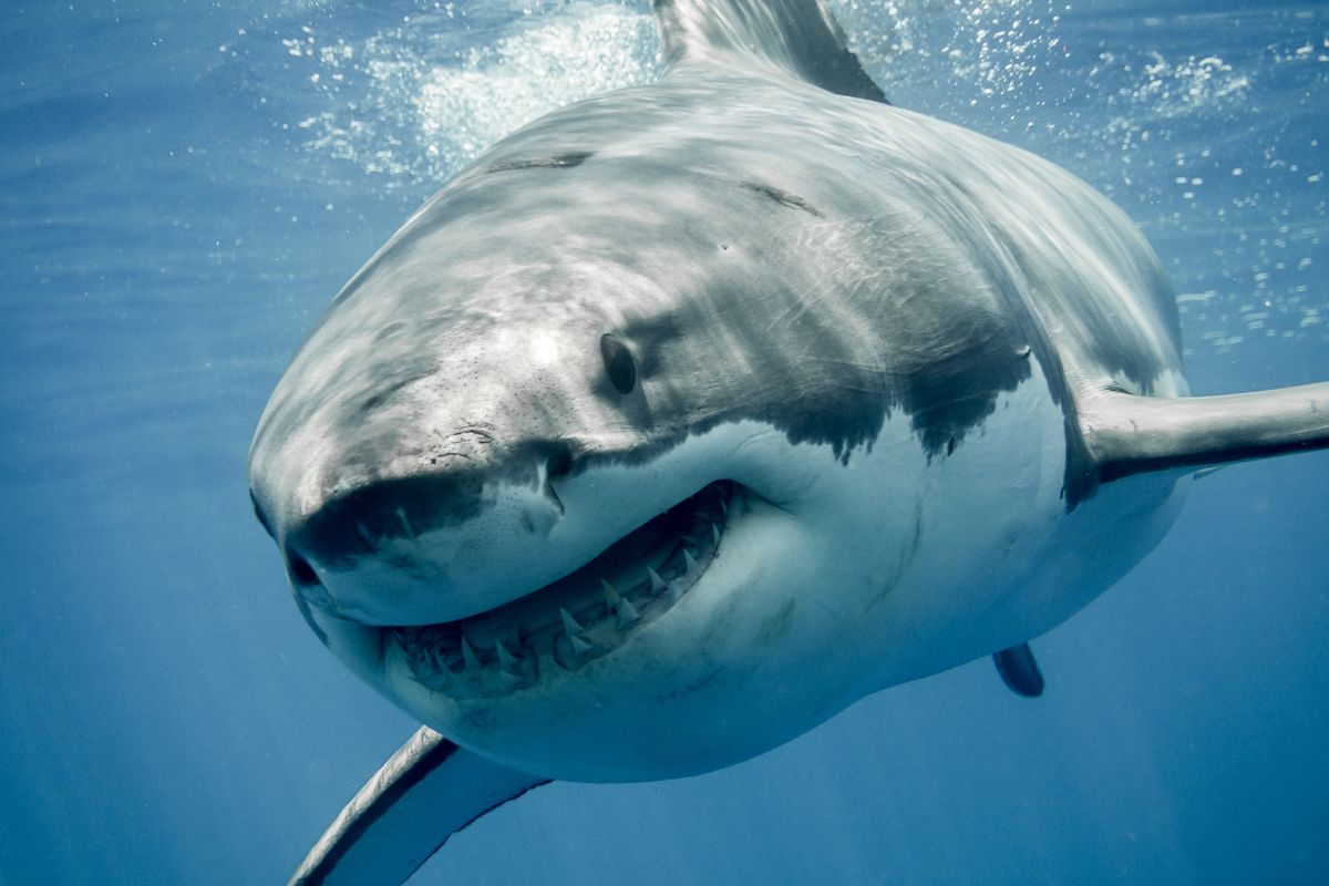 Bagno di sangue: tremenda aggressione di uno squalo