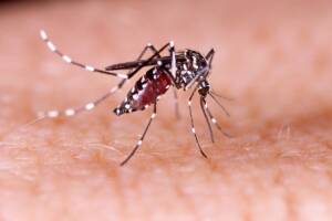 puntura di zanzara sulla pelle
