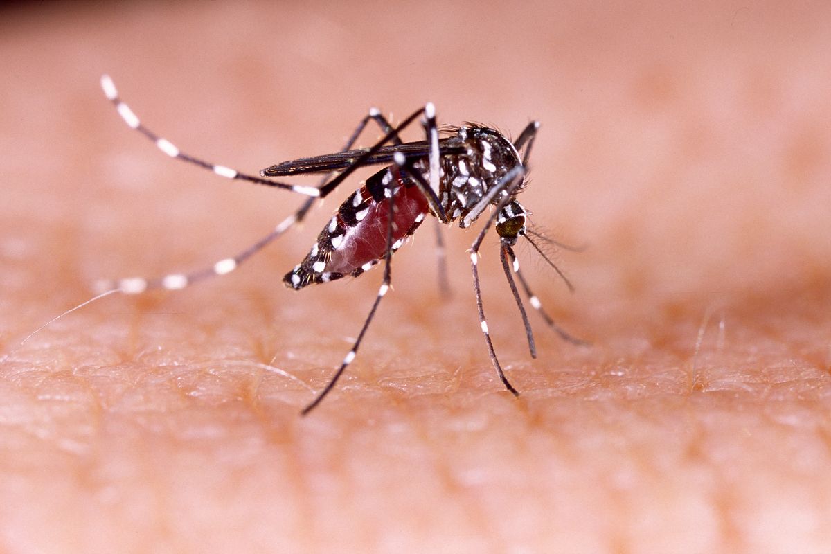 Allarme Dengue, epidemia da record: arriva l’alert