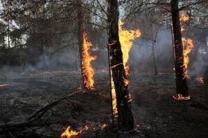 Incendio in un bosco