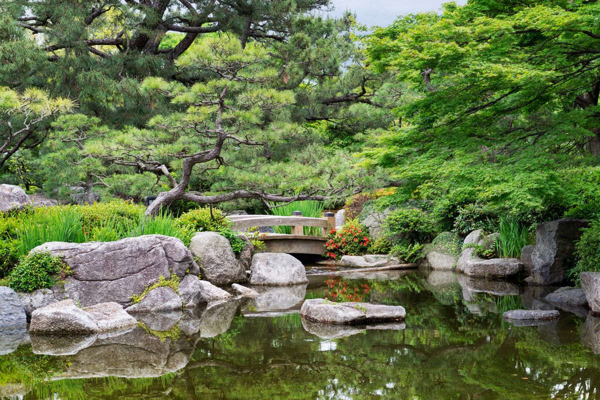 Giardino giapponese laghetto piante