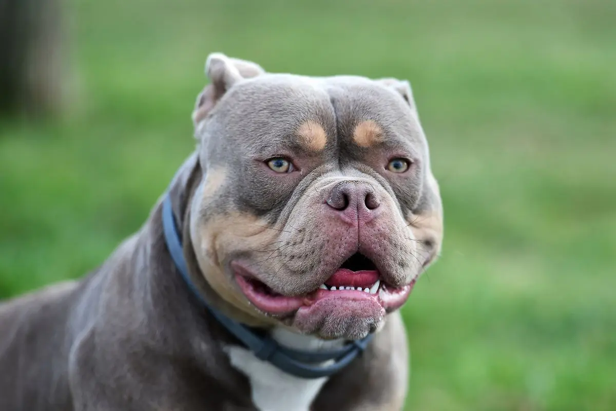 cane di razza American Bull