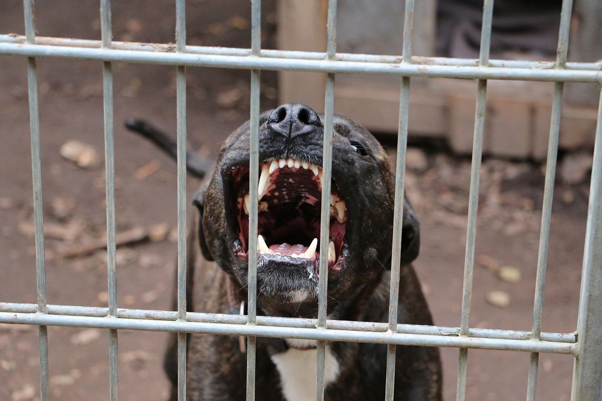 cane aggressivo dentro una gabbia