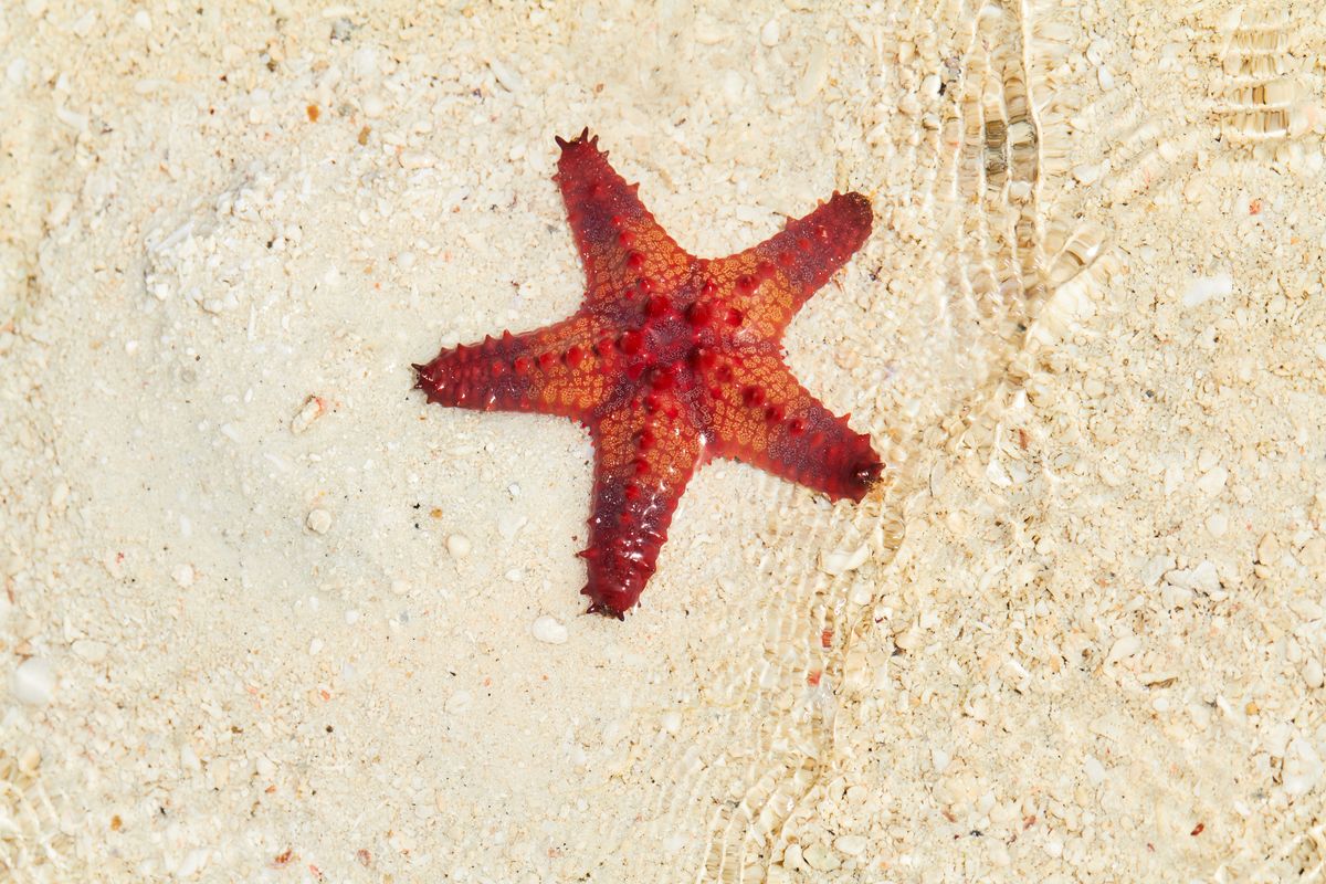 Una stella marina nella sabbia