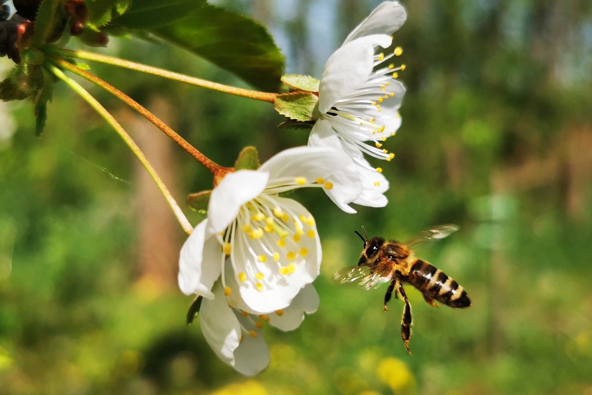 Un ape vicino ad un fiore