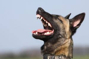 cane Malinois che ringhia