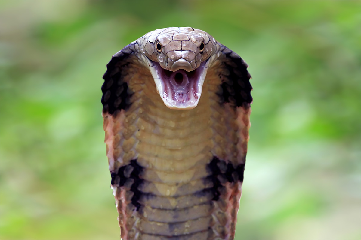 Donna sotto shock: nel pacco regalo spunta un cobra