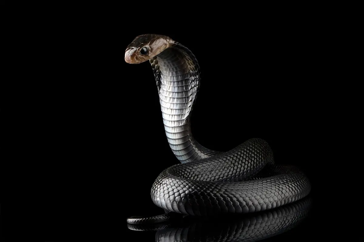 cobra sputatore