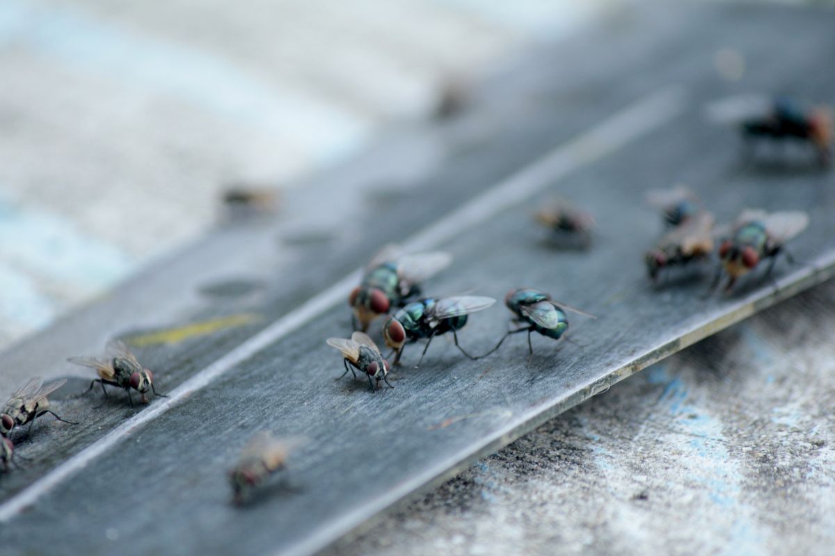 Scatta la paura: muore una ragazza per infezione di mosche assassine