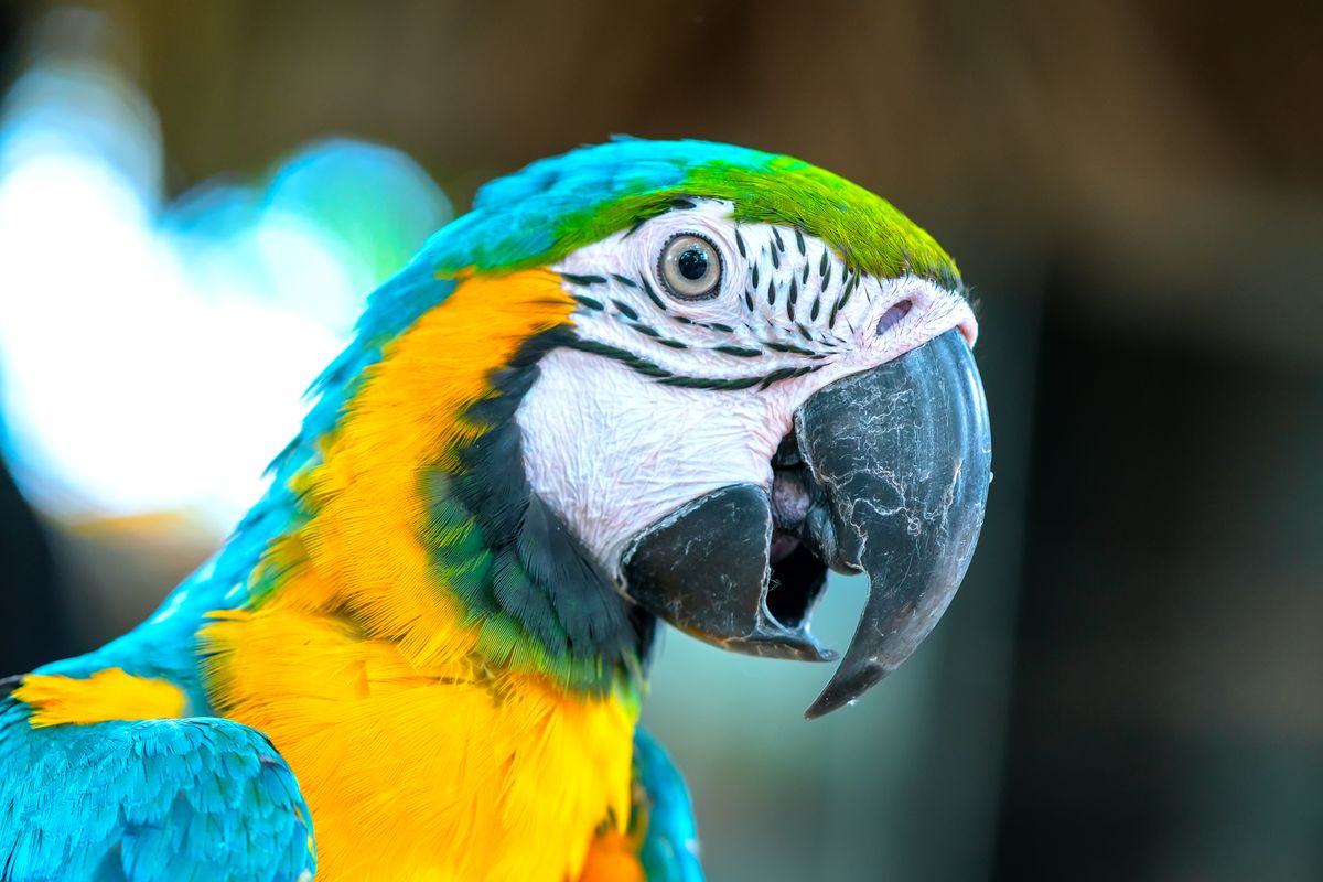 La straordinaria storia di Nigel: il pappagallo scomparso che ora parla spagnolo