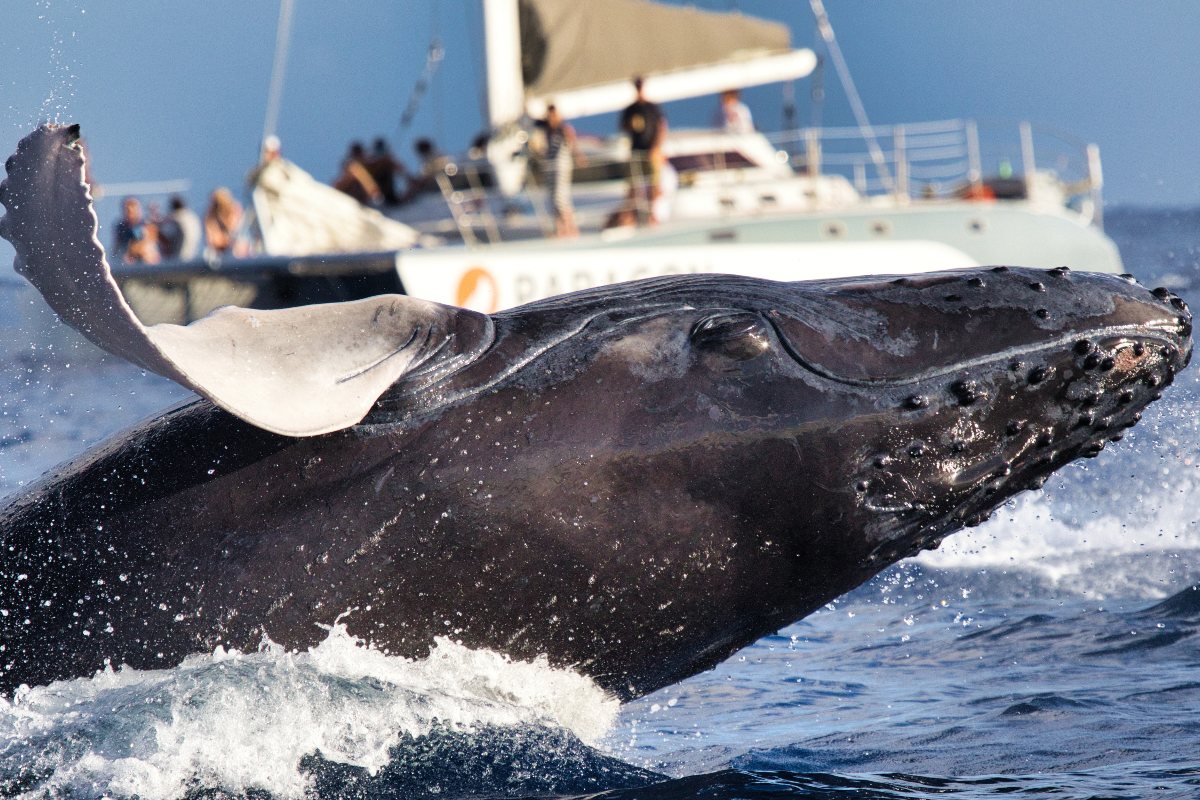 Balena sbuca dall’acqua e affonda una barca: il video impressionante