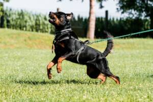 cane di razza rottweiler