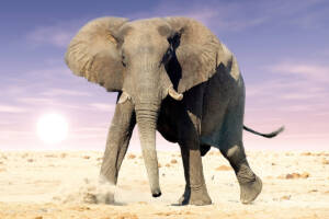 elefante africano