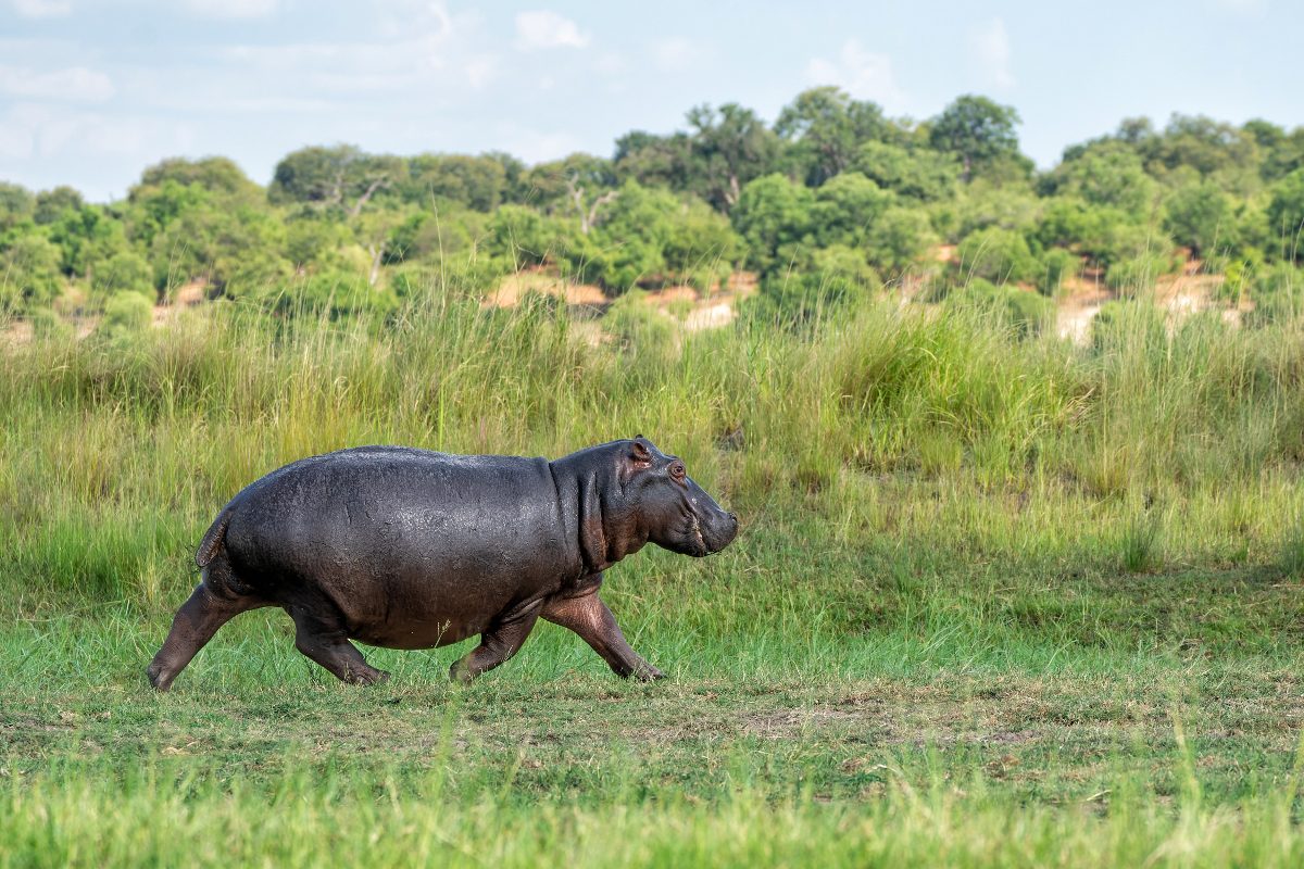 Studio rivoluzionario sugli ippopotami: “Possono volare”, tutta la verità