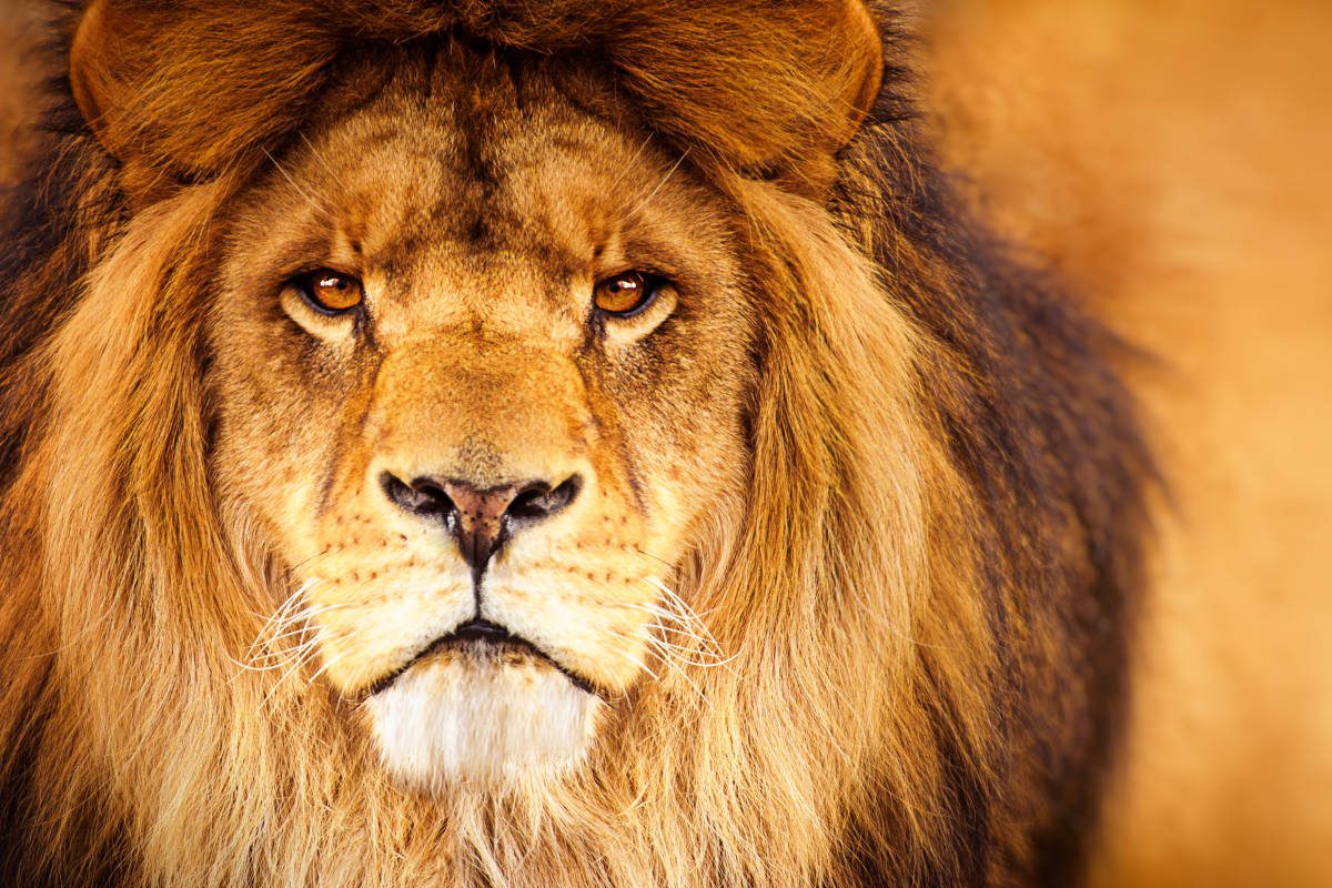 Shock: uomo viene sbranato vivo da un leone davanti allo staff terrorizzato dello zoo