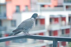 Un piccione sulla ringhiera di un balcone