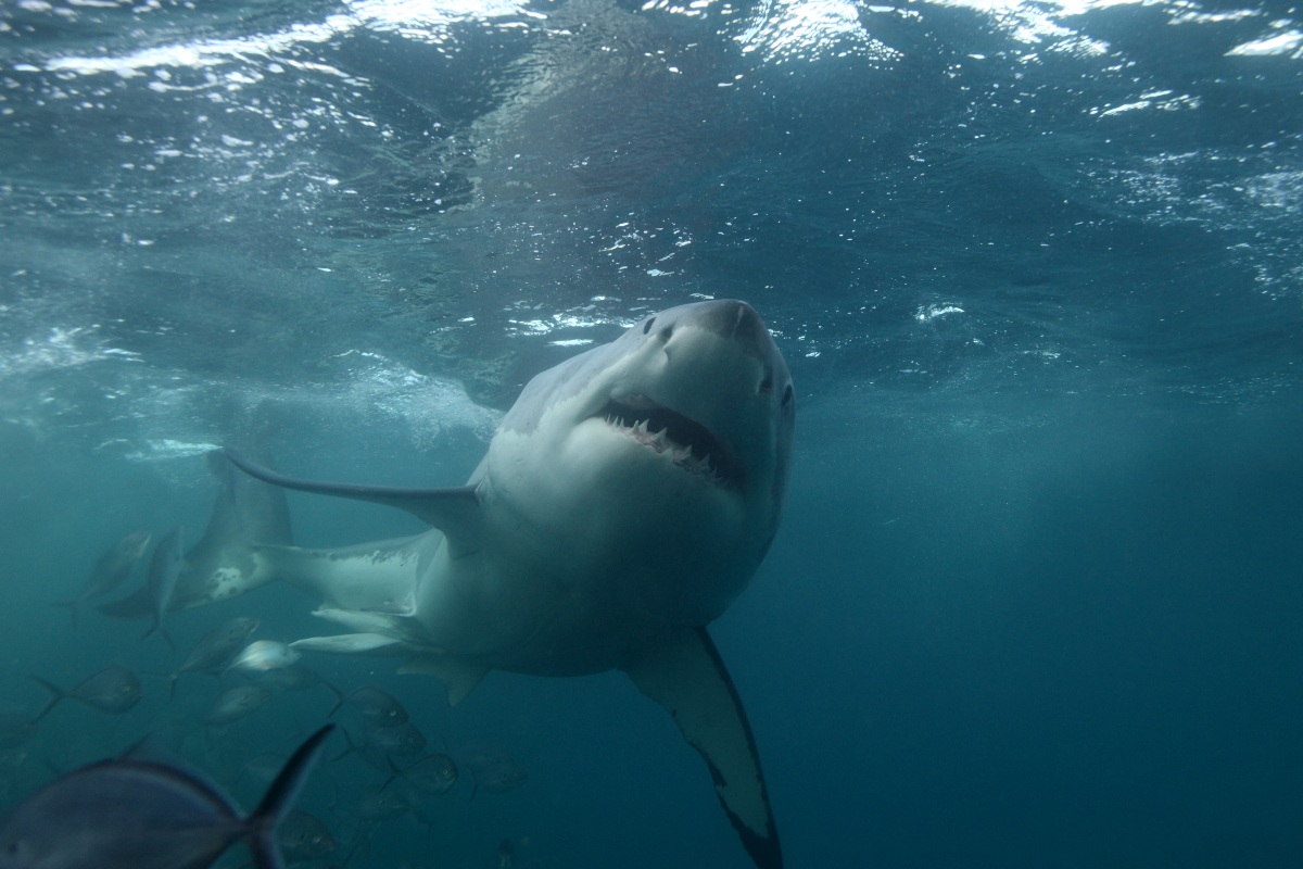 Sbranato da uno squalo mentre pesca: aggressione shock