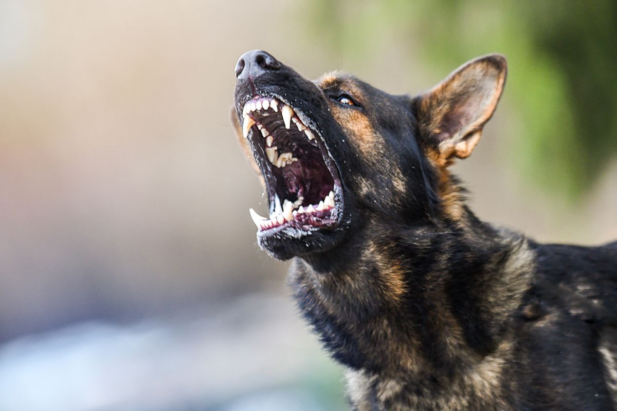 Terribile: bambina di 11 anni sbranata dal cane di famiglia, il tragico gesto del padre