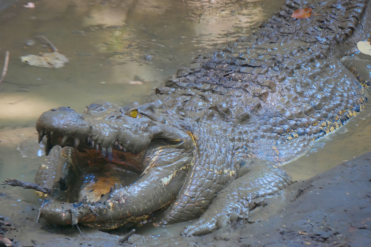 Un coccodrillo nell'acqua