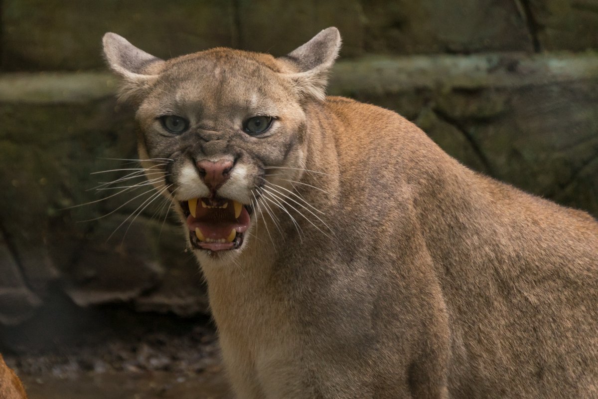 Aggressione terrificante: puma affamato attacca una famiglia durante un picnic