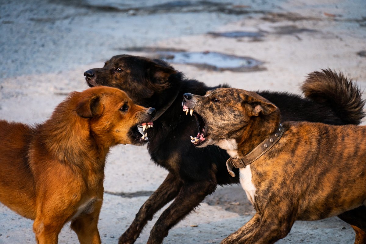 Aggressione shock a 15enne: sbranato da un branco di cani randagi inferociti