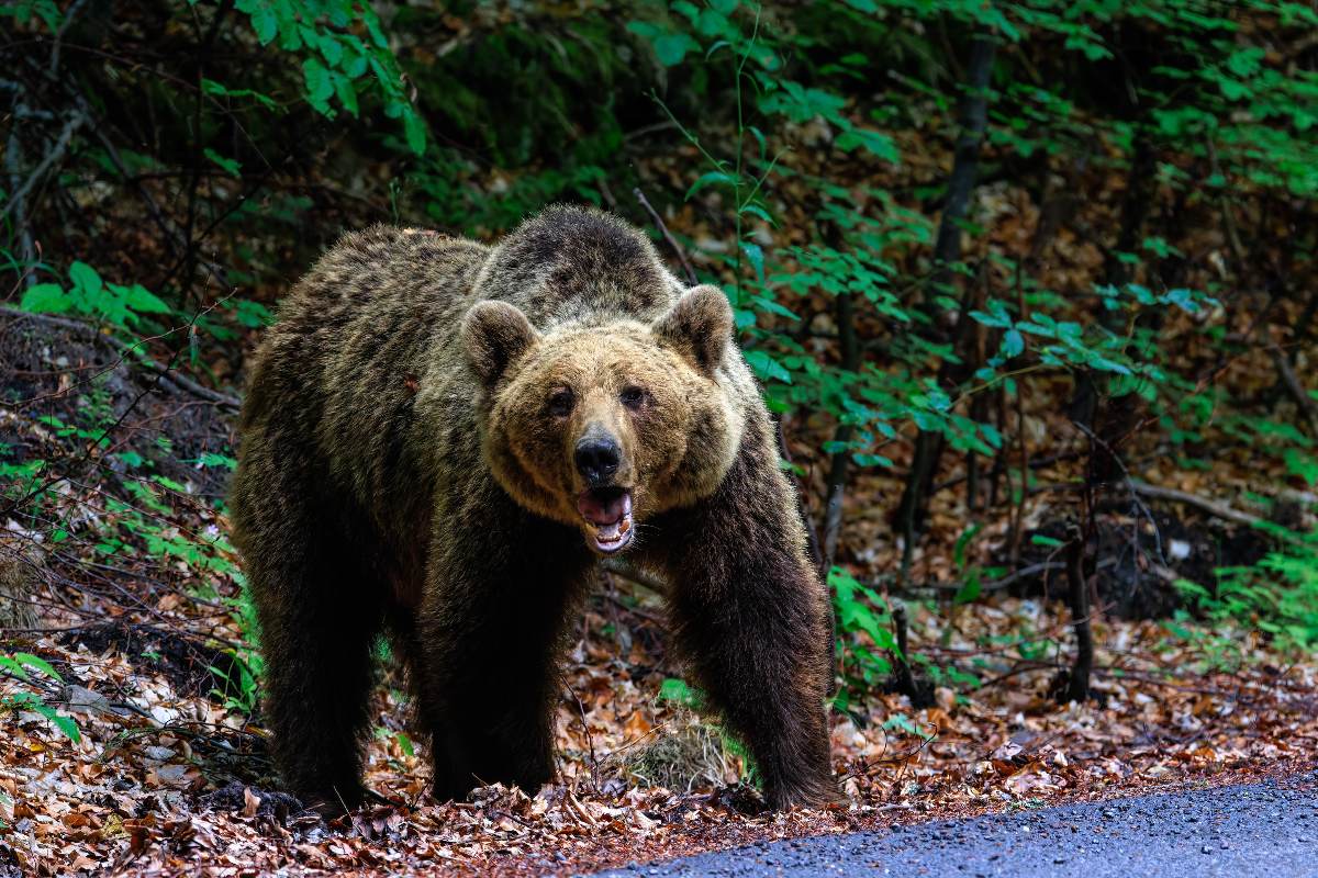 Tremenda aggressione, afferrata al cranio da un orso: l’orrore in montagna