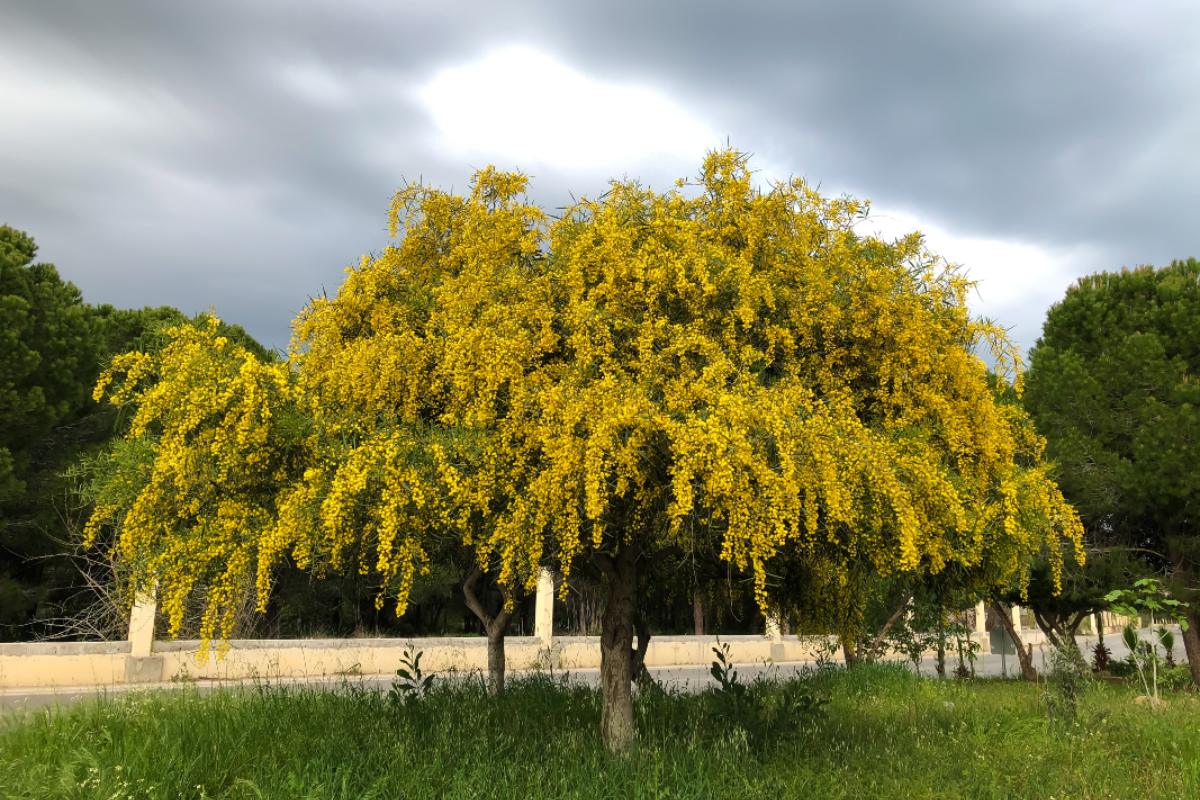 Un albero di mimosa