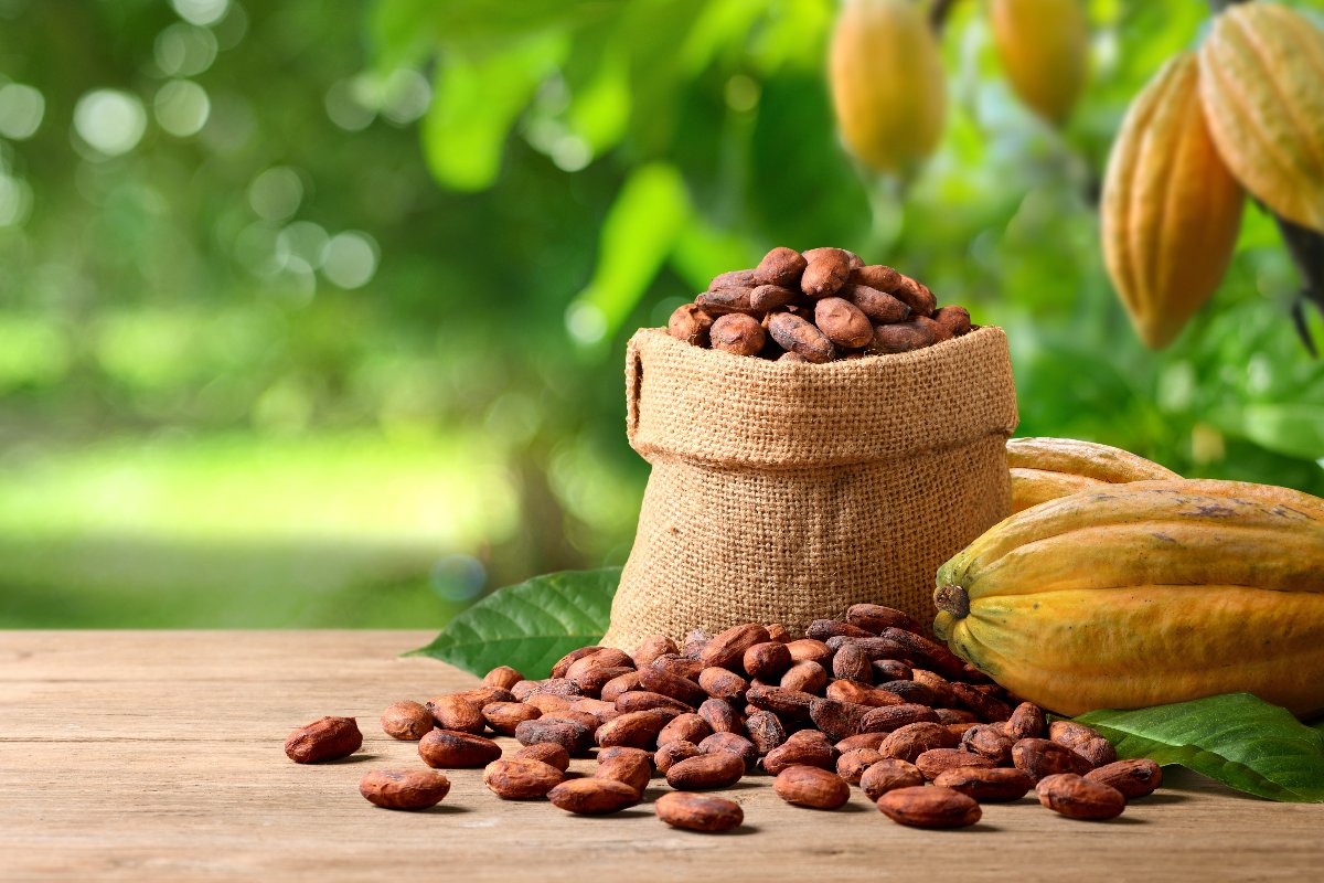 Fèves de cacao