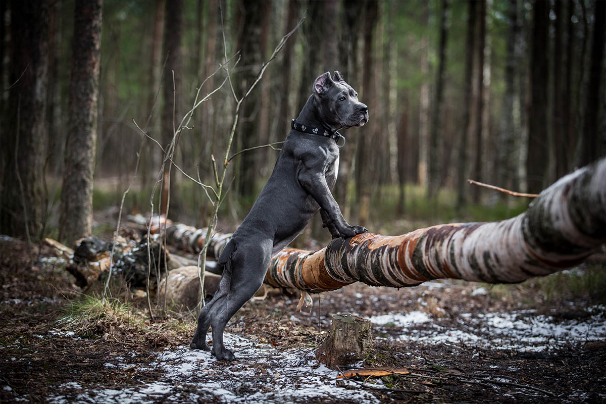 un cane di imponenti dimensioni