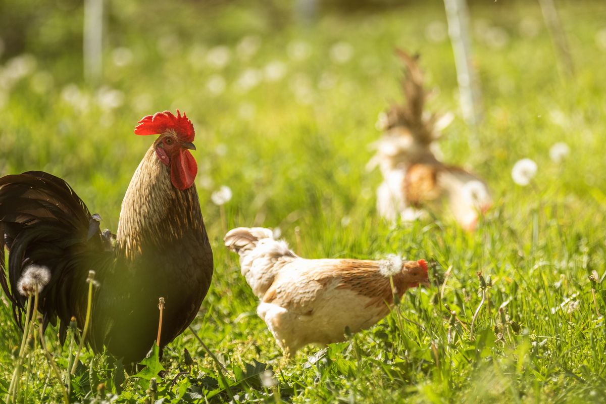 Gallo e galline