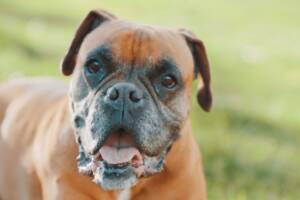 primo piano di un cane boxer