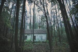 una casa nel bosco con alberi alti