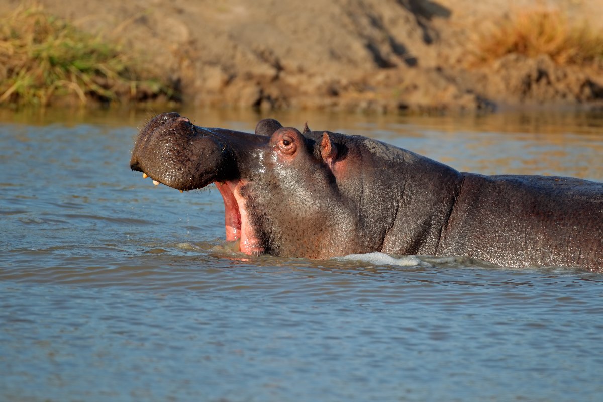 un ippopotamo in acqua con la bocca aperta
