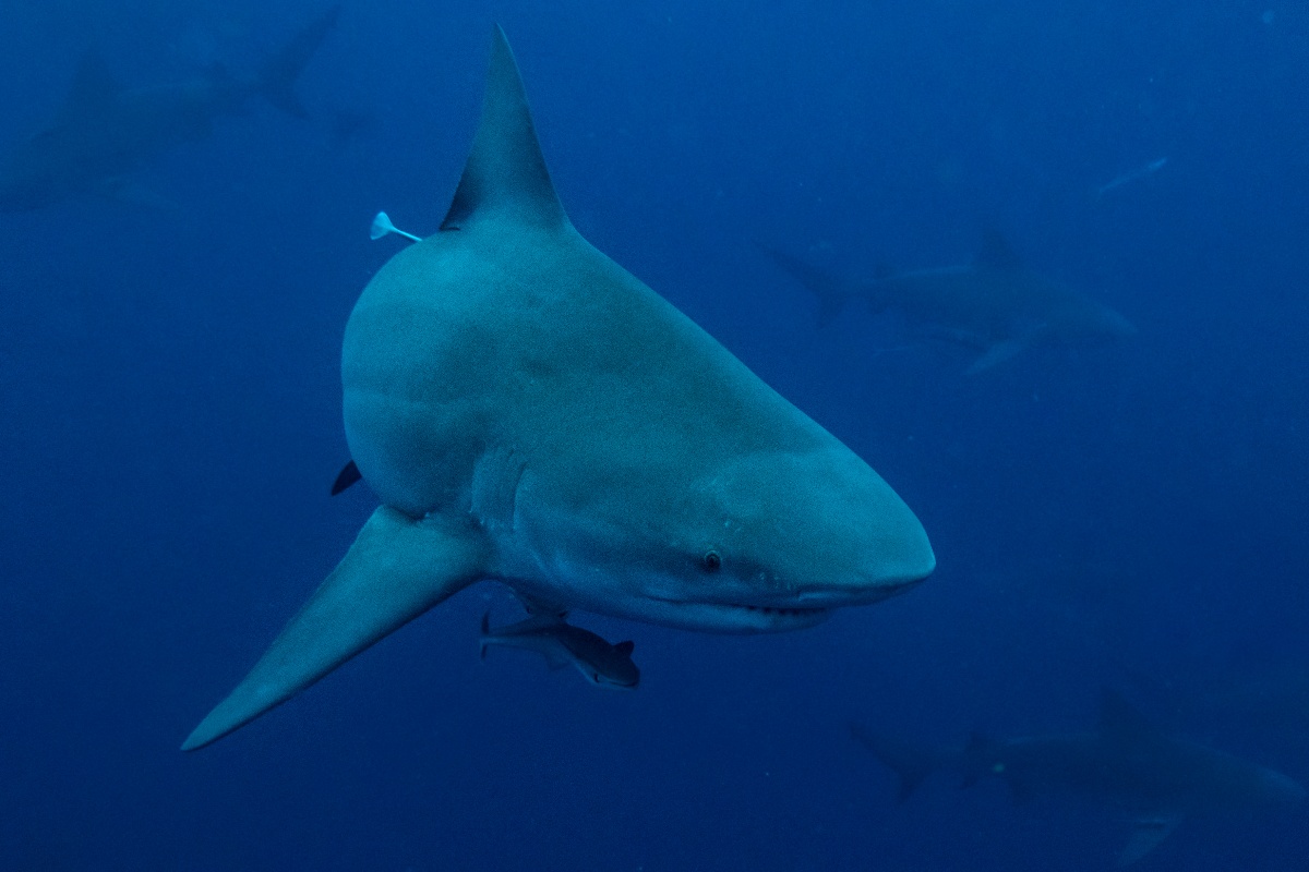 uno squalo toro in acqua