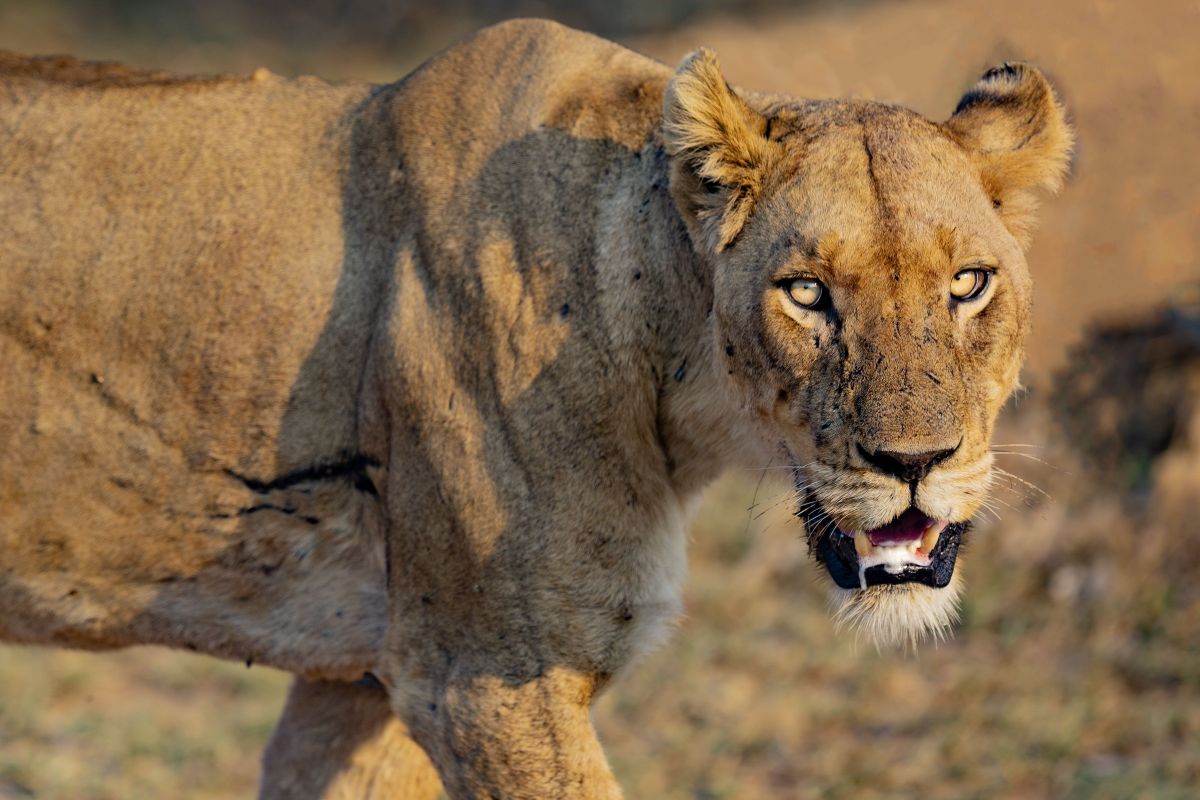 una leonessa con la bocca aperta