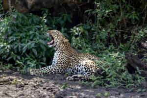 un leopardo con la bocca aperta e i denti in mostra