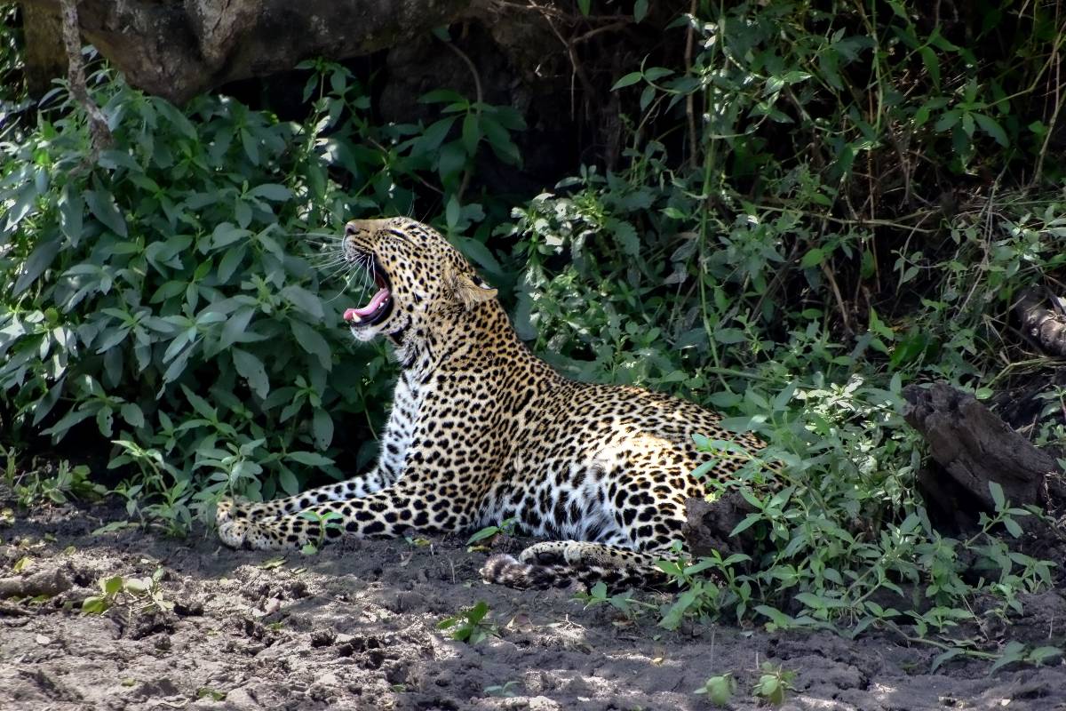 un leopardo con la bocca aperta e i denti in mostra