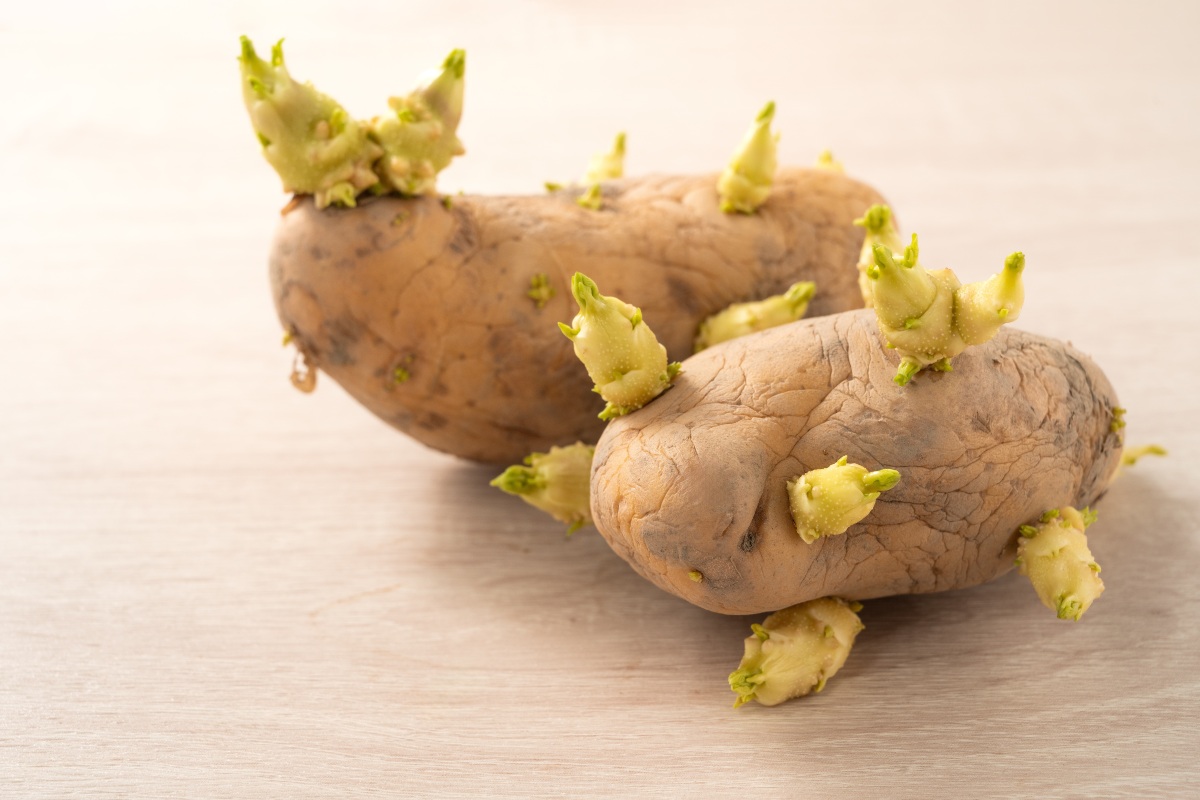 Patate germogliate