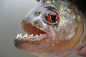 un piranha con i denti affilati