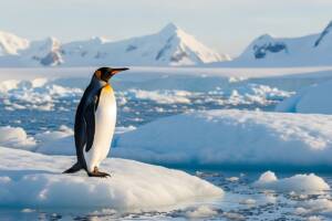 Pinguino in piedi sul ghiaccio in Antartide.