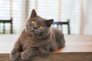 Gatto British Shorthair dal mantello grigio.