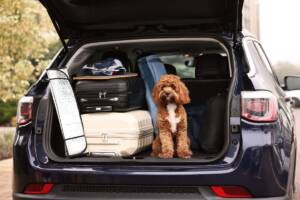 Un barboncino seduto nel bagagliaio dell'auto in mezzo a valigie e borse da viaggio.