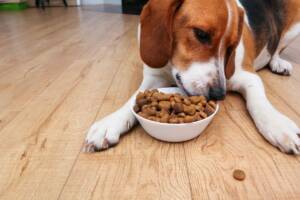 Un cane Beagle che mangia con entusiasmo i suoi croccantini dalla ciotola.
