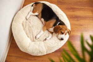 Cane Beagle che dorme all'interno della sua cuccia.