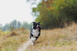 Un Border Collie ripreso durante una corsa veloce tra i campi in campagna.